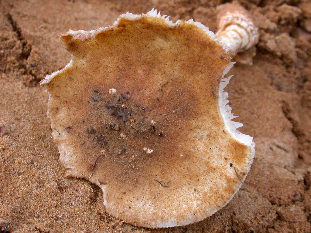 Amanita si ....ma quale ...